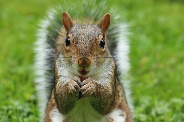 Pixabay Mais uma vez, um esquilo é visto roubando – no caso mais recente, o animal furtou um donut de um policial.