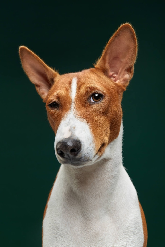 Alexander Khokhlov e Veronica Ershova / imagem cedida pelos fotógrafos Os fotógrafos dizem querer retratar tanto a beleza da raça quanto a personalidade dos animais.