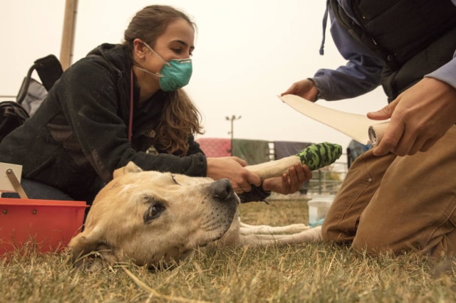 Membros da UC Davis Veterinary Emergency Response cuidam de cão levada para abrigo de animais.