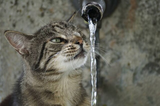 suju/Pixabay Gatos tendem a beber pouca água, então é importante estimular o hábito.