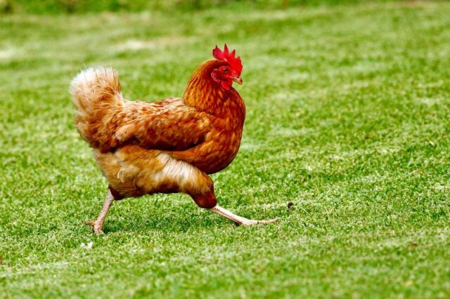 James Wainscoat/ Unsplash A Liga de Bem-Estar Animal de Arlington foi chamada para recolher a ave que 'farejava a área segura do Pentágono' e devolvê-la a um galinheiro.