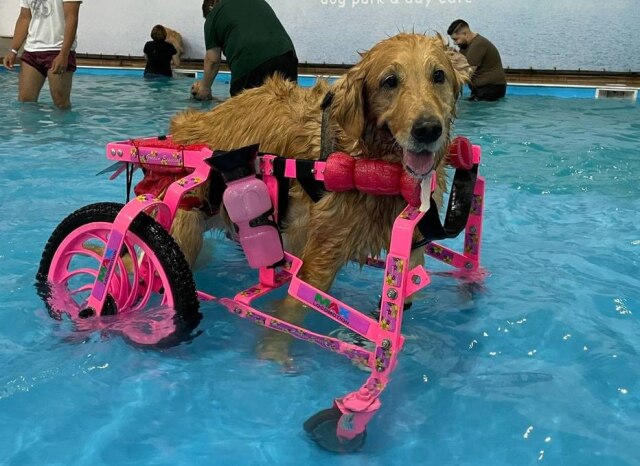 Mariana Camargo Olívia vai receber outros cães com deficiência para se divertir à beça no maior parque para cachorros da América Latina.