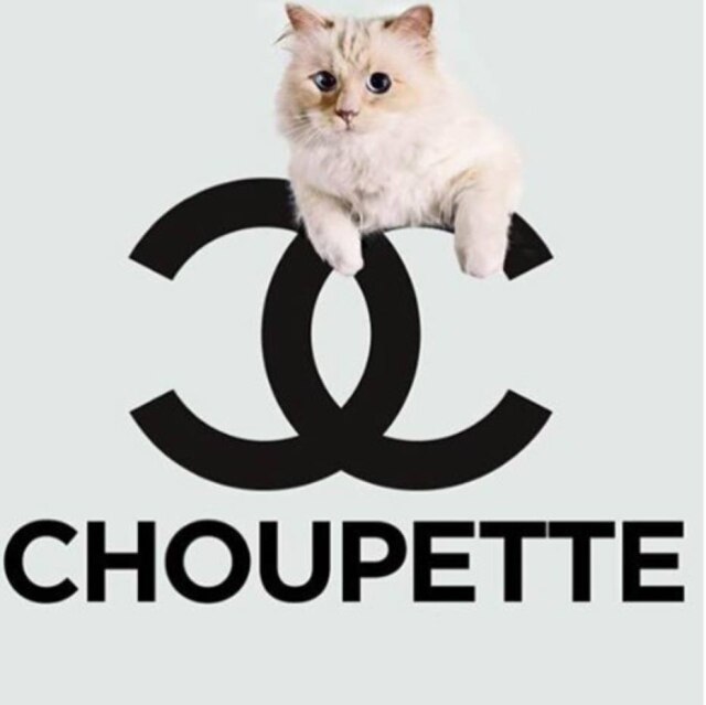Instagram @choupettesdiary O gato-celebridade Choupette Lagerfeld