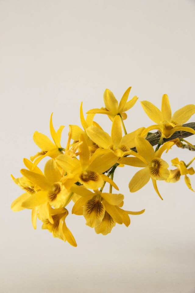 Zeca Wittner/Estadão De floração abundante, Dendrobium Stardust, de Sergio Oyama