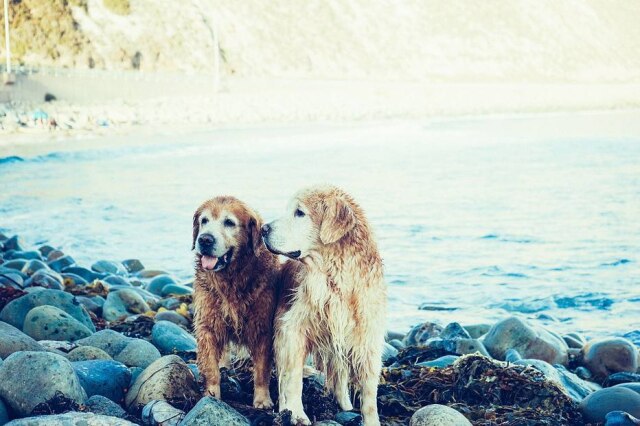 Pixabay Cães, também melhores amigos entre si, tornam-se cães-guias de seus companheiros quando os percebem cegos, surdos ou com alguma deficiência.