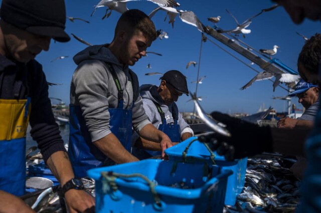 Fishermen make the day's catch of sardines for the factory of Conservas Pinhais e Cia in Matosinhos