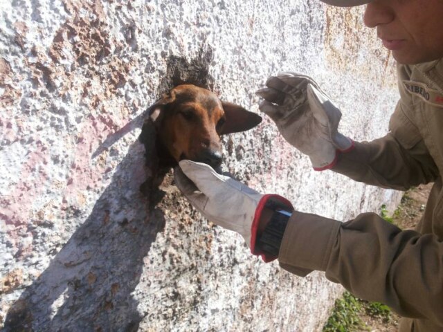 Corpo de Bombeiros de Campo Grande / imagem cedida pelos responsáveis Um cachorro que vive nos arredores do Estádio Municipal de Ladário precisou ser resgatado no sábado, 29, após ficar com a cabeça presa no muro.