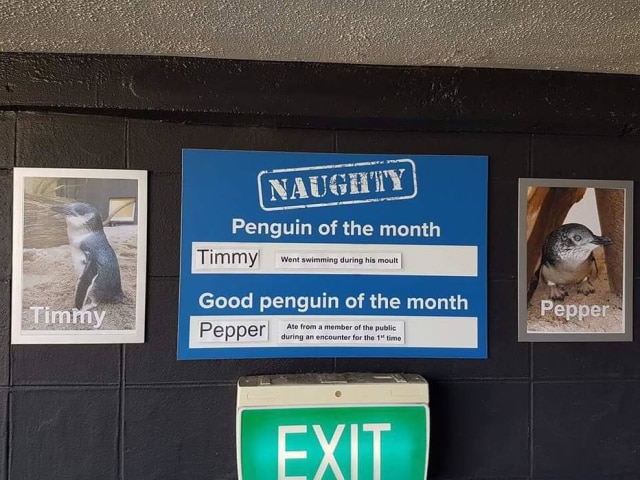 Facebook / National Aquarium of New Zealand Placas revelam o comportamento dos pinguins do Aquário Nacional da Nova Zelândia.