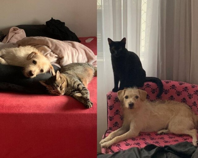 Arquivo Pessoal/Priscila Cunha Empresária e estudante de medicina veterinária, Priscila Cunha cuida de dez animais que dividem-se entre a casa dela e da mãe.