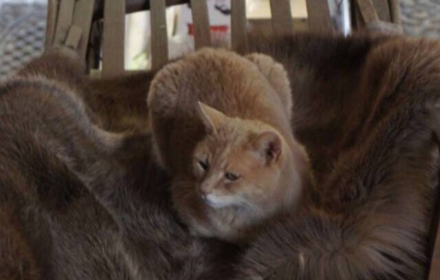 Facebook.com/martinmcculloughcomedy/ Stubbs, gato que servia como prefeito honorário de vilarejo no Alasca desde 1998, morreu aos 20 anos.