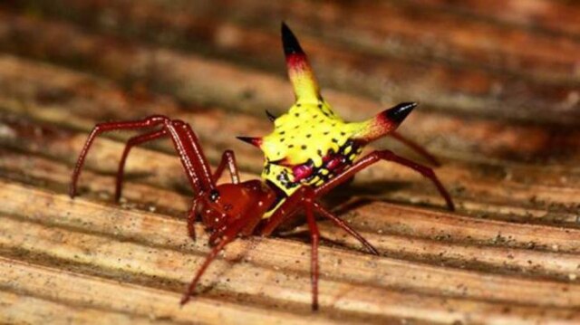 Jonathan Kolby / National Geographic / Divulgação Animal mede até 1 cm