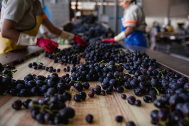 Vinícola Aranjuez Tannat é a uva tinta mais produzida no país. Na foto, trabalhadores da vinícola Aranjuez separam uvas depois da colheita.