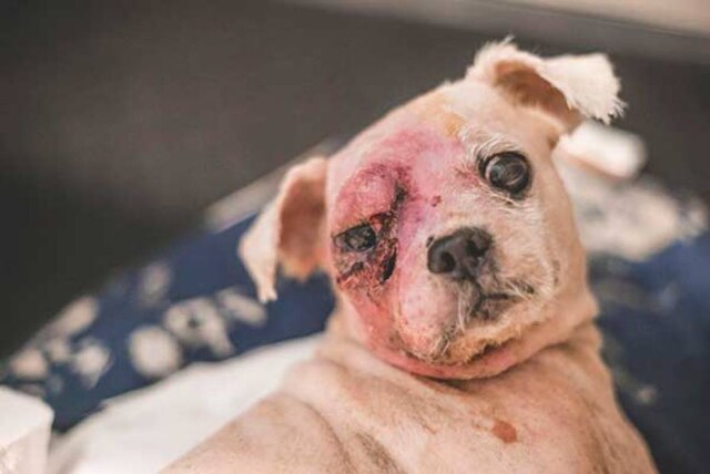 Facebook / Soi Dog Foundation Denny levou uma mordida próxima ao olho.