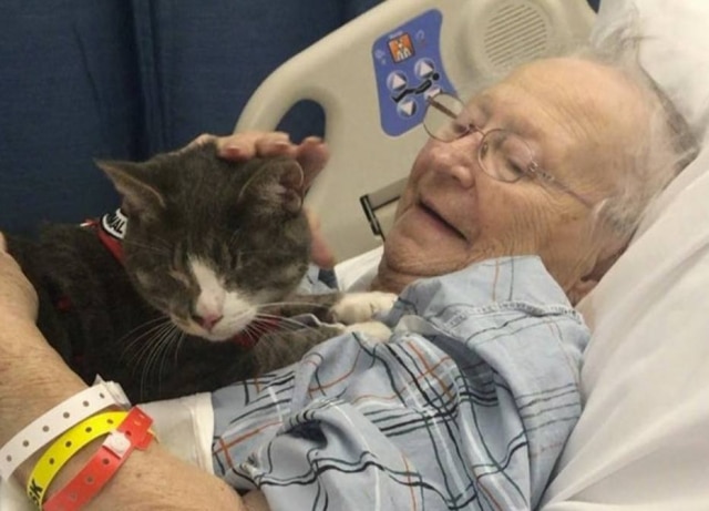 Instagram/@blossom_and_her_family Donny, o gato cego que ajuda a 'curar' pacientes idosos.