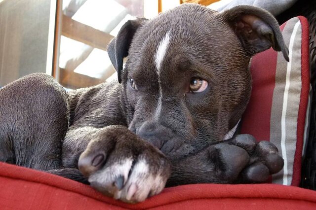 Pixabay Pitbulls que sofreram maus-tratos são colocados para adoção em Minas Gerais.