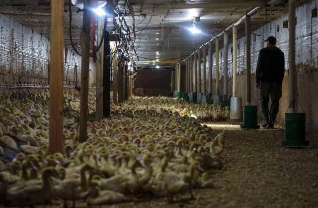 Desiree Rios/NYT Foie gras é o fígado gordo de ganso. A Hudson Valley é uma das grandes produtoras americanas.