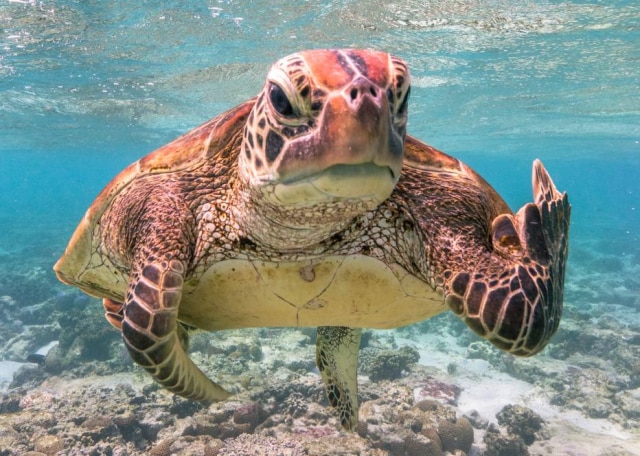 Mark Fitzpatrick / Comedy Wildlife Photo Awards 2020 A foto de uma tartaruga que parece mostrar o dedo do meio foi escolhida como a mais engraçada de 2020