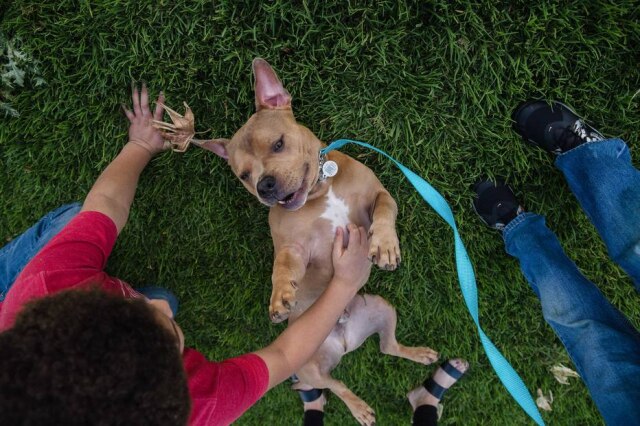 Ariana Drehsler/ AFP Apesar da crença de que pit bulls são agressivos, estudo mostra que personalidade de cães não tem relação com a raça.