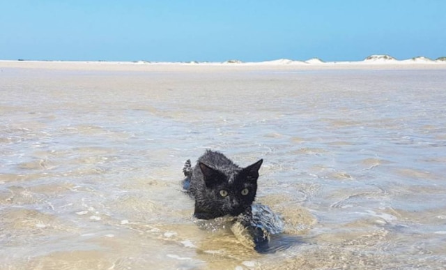 Instagram/ nathan_thebeachcat Gata australiana faz sucesso no Instagram por gostar de nadar no mar