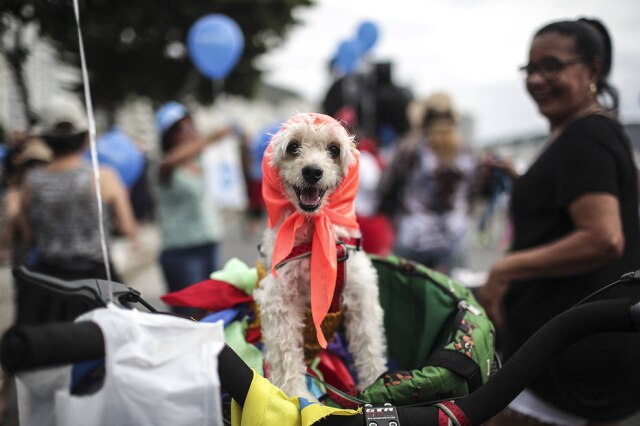 Antonio Lacerda/EFE Cães podem participar da folia, mas com atenção ao comportamento e saúde do animal.