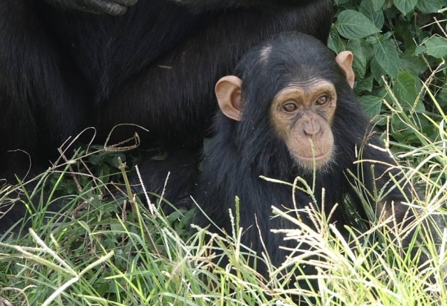 Pixabay / @mtanenbaum Filhote de chimpanzé foi resgatado de um parque nacional (imagem ilustrativa)