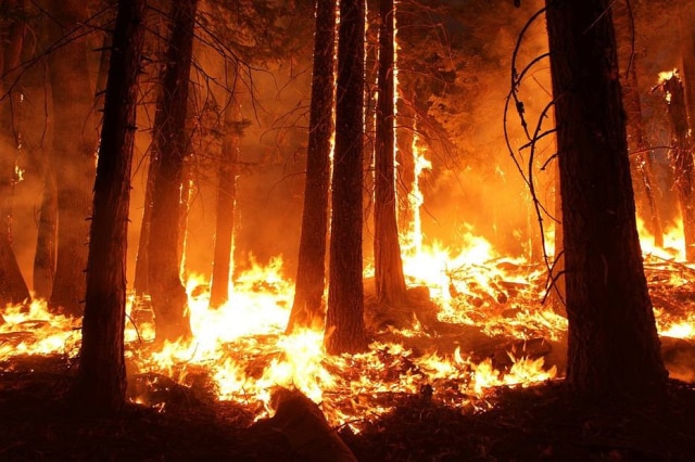Pixabay Chá de revelação deu errado e causou incêndio em floresta do Arizona em 2017.