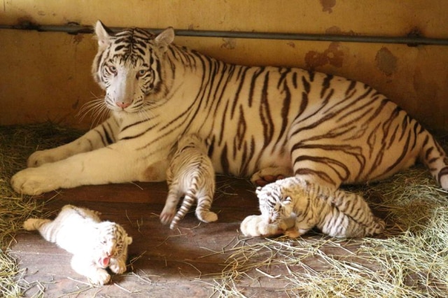 Featured image of post Imagens De Tigre Branco Filhote - O tigre branco tem olhos azuis, nariz num tom de rosa com pintas pretas e a pelagem branca com listras marrom claro os tigres brancos não são albinos, nem tão pouco, subespécie separada, resultam de um gene.