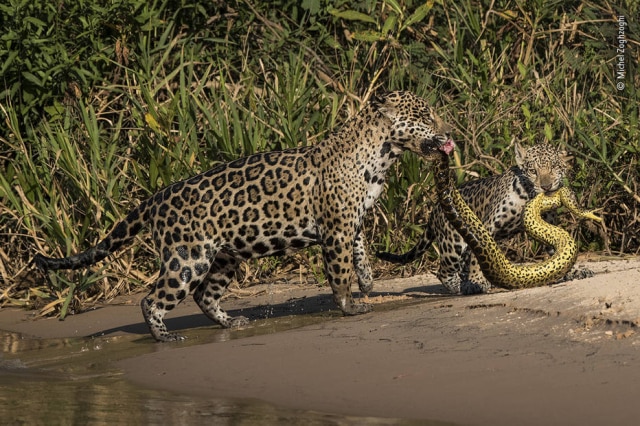 Michel Zoghzoghi / Wildlife Photographer of the Year / Divulgação Michel Zoghzoghi fotografou uma onça pintada com o seu filhote atacando uma anaconda