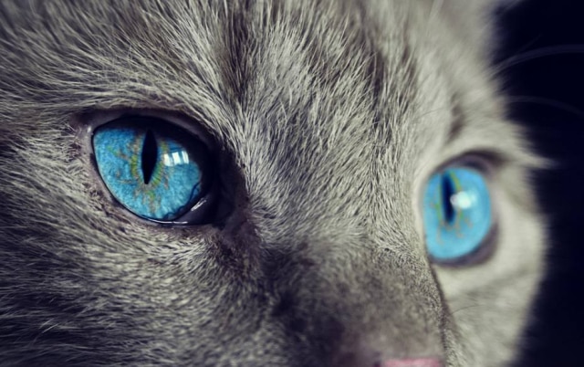 Pixabay A maioria dos gatos já nascem com um pouco de miopia
