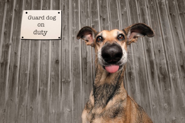 Mars Petcare Comedy Pet Photo Awards 2020 / Elke Vogelsang O registro de Noodles ao lado de uma placa que diz 'cão de guarda em serviço' foi escolhida como a foto de pet mais engraçada de 2020