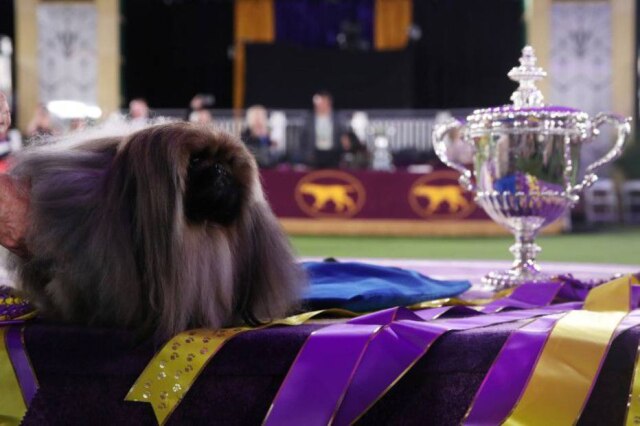 Reuters/ Mike Segar Wasabi, um pequinês de Berlim Oriental, faz pose ao vencer o 'Best in Show'