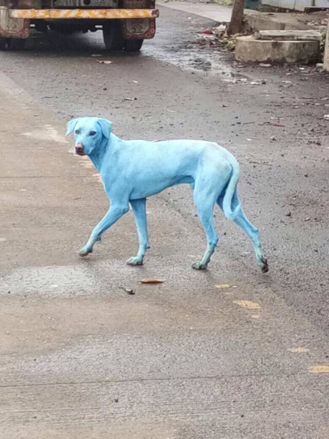 facebook/animalprotectioncell Cachorros ficaram azuis após entrarem no rio Kasadi, em Mumbai, Índia.