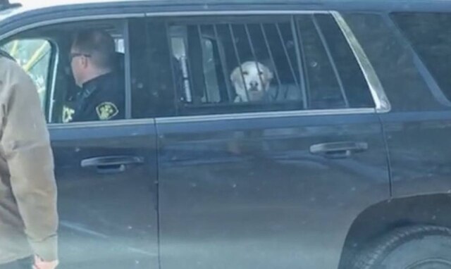 Twitter / @emmethompsonn O cão Finn, quando estava apreendido pela polícia.