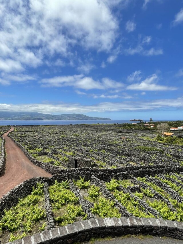 A proteção das vinhas são os currais, como são chamados os cercados erguidos há séculos com pedras vulcânica