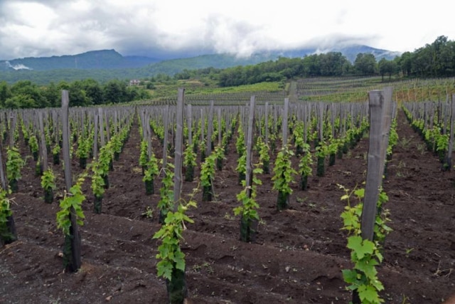 Alfonso M. Cevola|NYT A vinícola Aeris, de Salvo Foti, se esforça para tornar a uva Carricante mais conhecida.