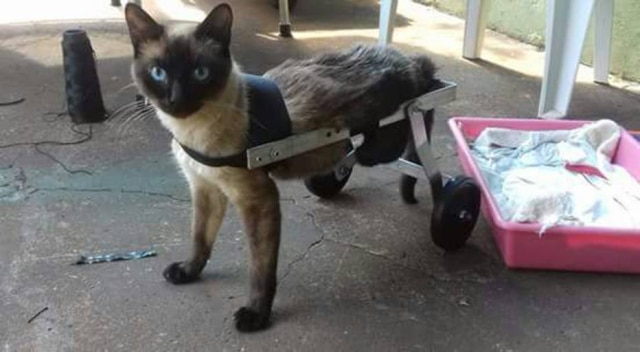 Imagem cedida por Glauber Pereira de Souza Glauber também fabrica cadeira de rodas para gatos.