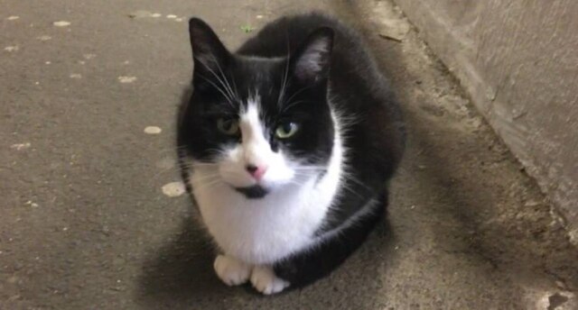 Twitter/@HyndlandStCat Kyle é um gato que faz sucesso na estação de trem em um bairro residencial de Glasgow, na Escócia.