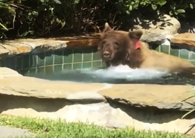 Mark Hough via AP O califórniano Mark Hough flagrou um urso-pardo dentro de sua piscina e gravou um vídeo da situação