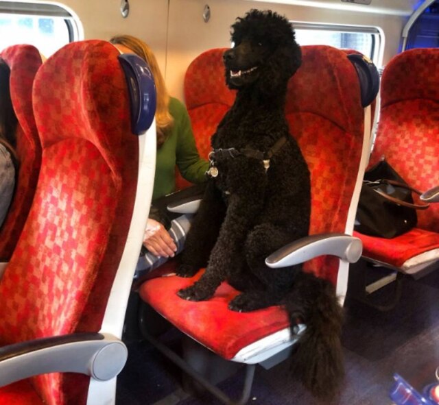 Twitter / @VanBird / imagem cedida pela responsável Um cão da raça poodle foi fotografado sentado em um tem da Virgin Trains na Inglaterra.