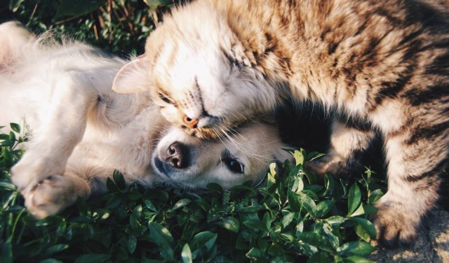 FreePhotos/Pixabay Animais de estimação podem perder a autoconfiança se forem muito protegidos.