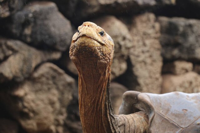 Galapagos National Park via AP) Tartaruga Diego se aposenta com cem anos de idade após ajudar a salvar a própria espécie da extinção.