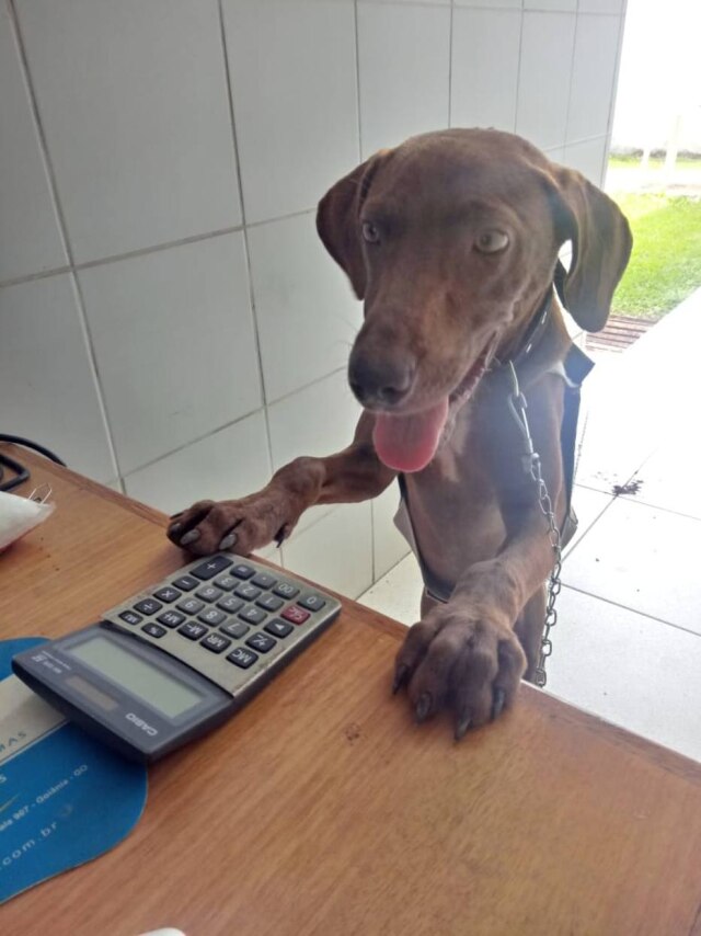 Facebook / @postoprimaverasinop Segundo o gerente do posto onde Stopa mora, o animal faz sucesso com os clientes