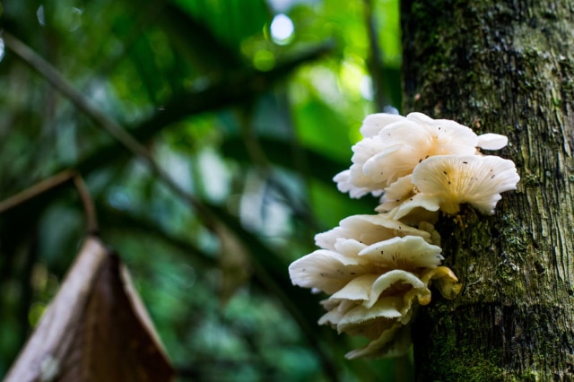 'Pleurotus djamor', um dos cogumelos comestíveis encontrados na expedição.