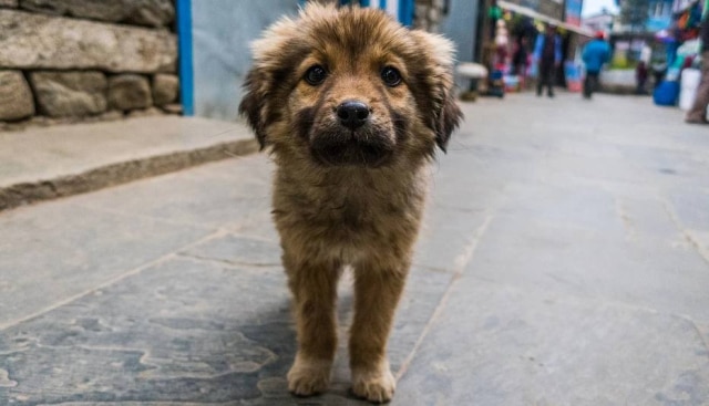 HulmDesign / Pixabay Ação garantirá doação de alimento para cães de pessoas em situação de rua por pelo menos três meses