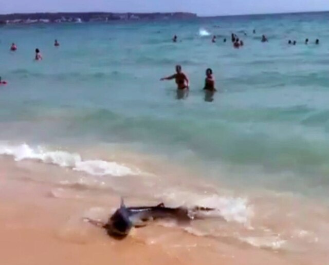 Social Media/ Reuters Um tubarão foi visto nadando em água rasa na Playa de Palma, na Espanha, e assustou turistas.