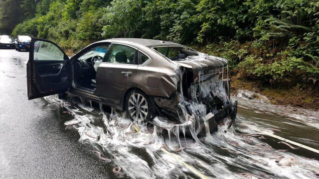 Oregon State Police/Handout via REUTERS Enguias deixaram a estrada e carros sujos