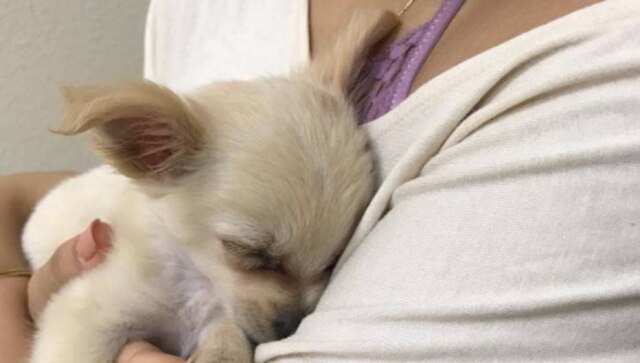 Facebook/connorandmilliesdogrescue Um cachorro abandonado no banheiro do aeroporto de Las Vegas finalmente encontrou um novo lar