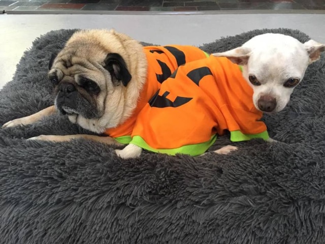Facebook / @vintagepetrescue Nougat e Clarence vão passar o Halloween com trajes combinando
