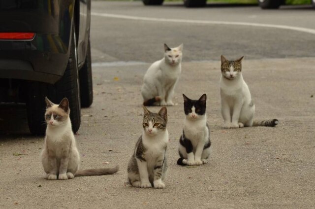 Pixabay/MrsBrown A polícia japonesa acredita que um gato de rua seja o responsável pela tentativa de homicídio de uma idosa de 82 anos (imagem ilustrativa)