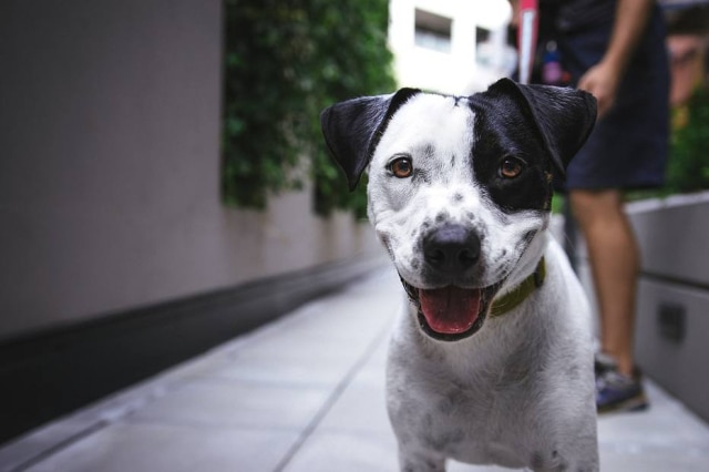 Pixabay Animais não devem ficar sozinhos em casa durante viagem do tutor.